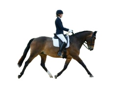 Dressage Clinics